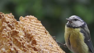 Bird Eating Blue Tit