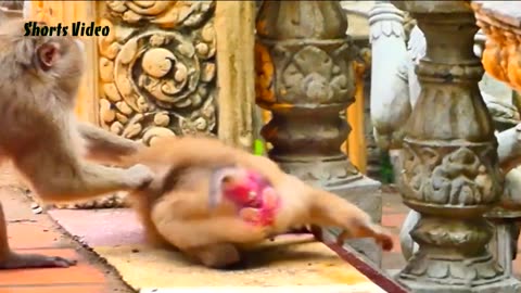 Monkey fight viral