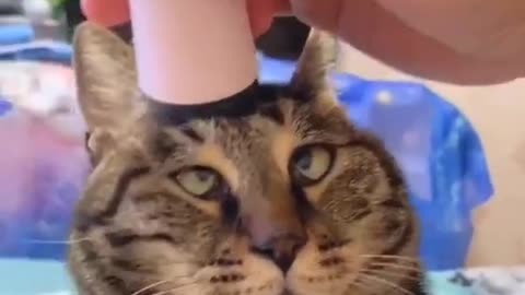 Funny cat videos. funny animal video.