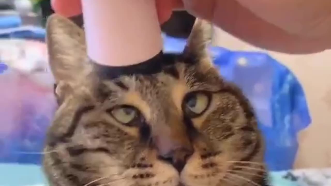 Funny cat videos. funny animal video.