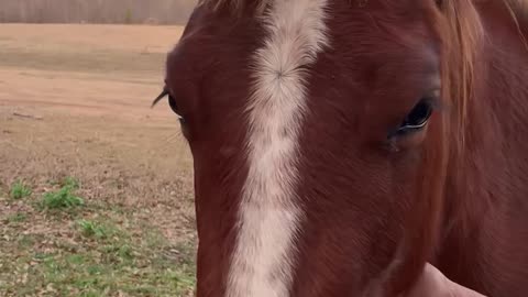 Owner wishing mischievous colt Happy birthday.