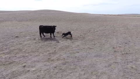 Calving 2022 on the Butcher Ranch