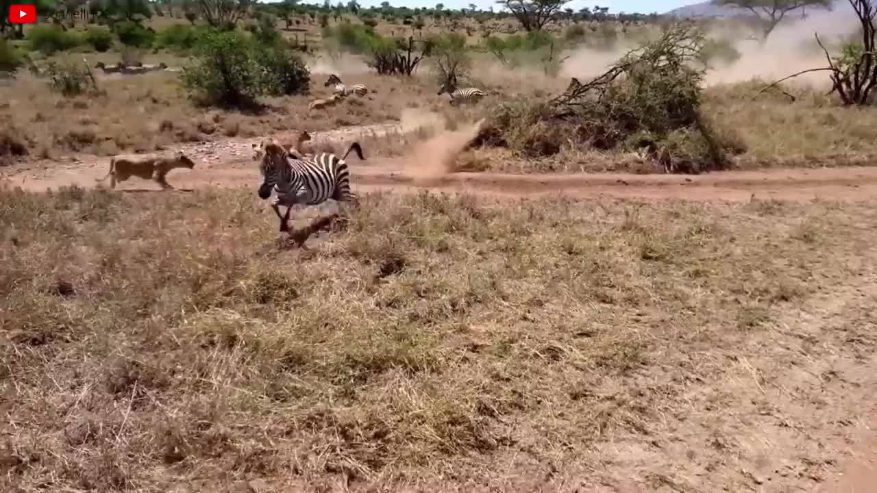 Lion VS Tiger Real Fight - Tough Creatures