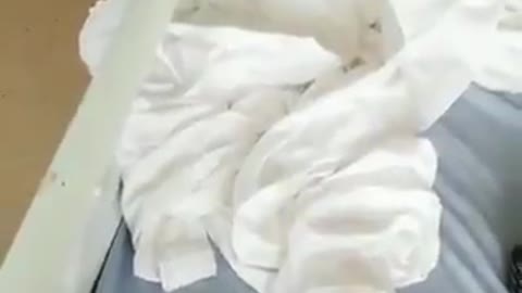 An Australian Pregnant Woman