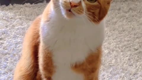 Cat video