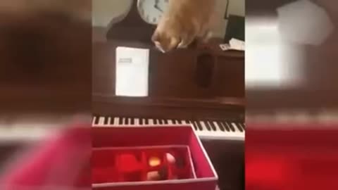 Funny cat video so funny