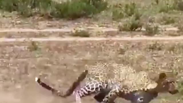 Lợn mẹ nhanh chân đuổi báo cứu con