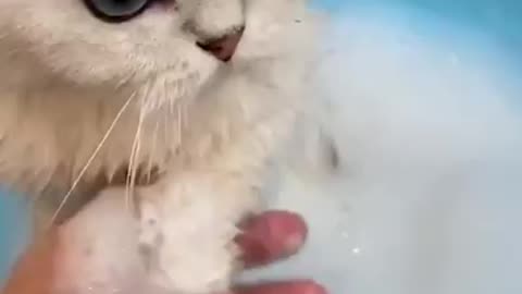 Funny Cats