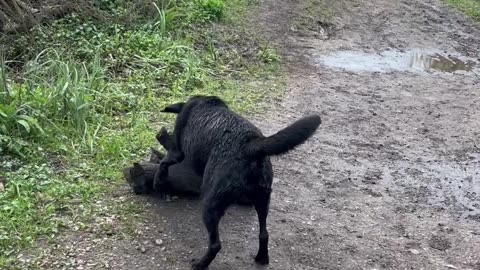 Determined Doggo Carries Heavy Log