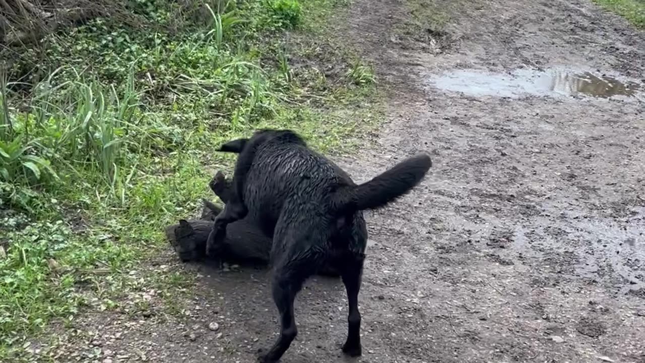 Determined Doggo Carries Heavy Log