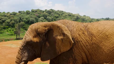 Close Up Shot of Elephants