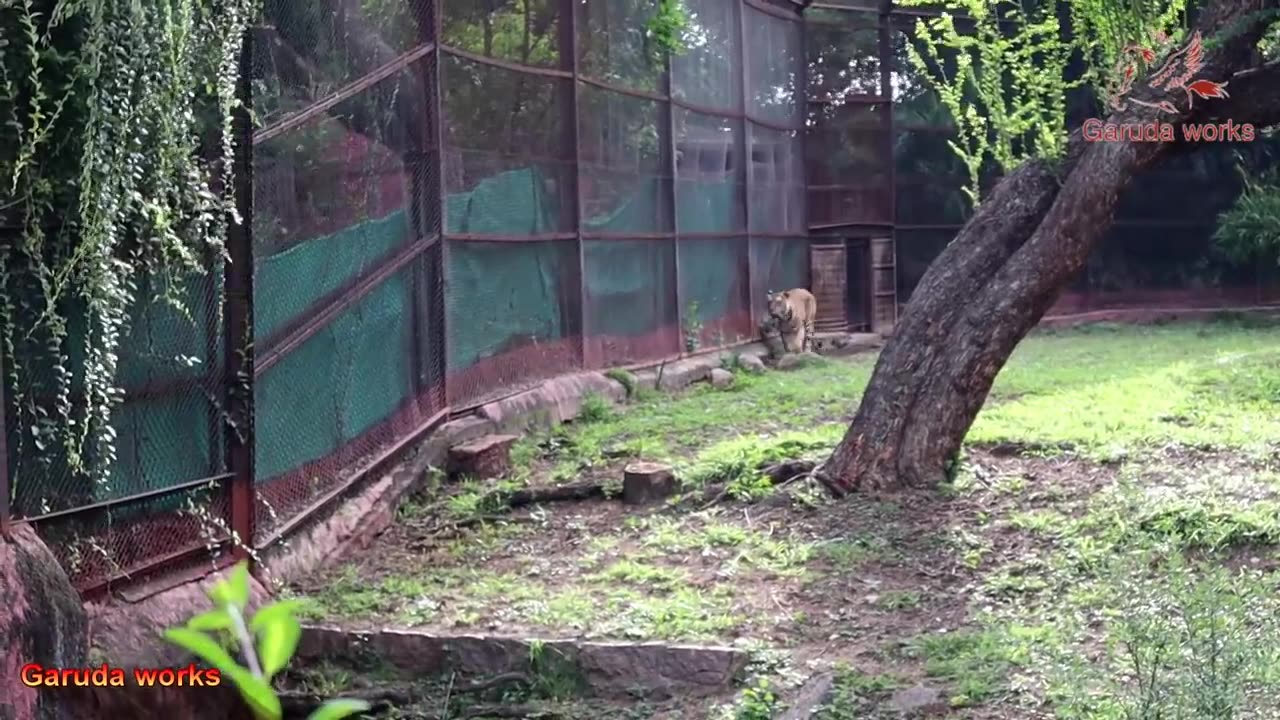 Amazing animal encounters caught on camera lions tigers bears and more