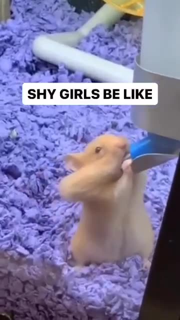 Shy Girls 🍆🍆🍆🍆