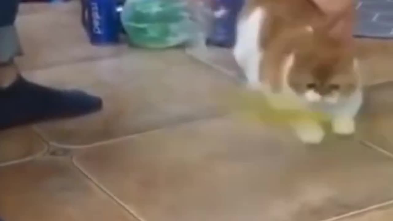 Funny Animals videos