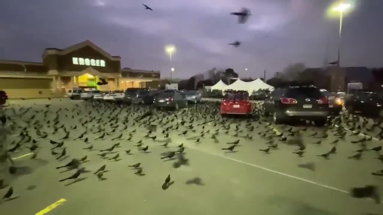 Thousands of black birds - aka grackles - take over parking lot