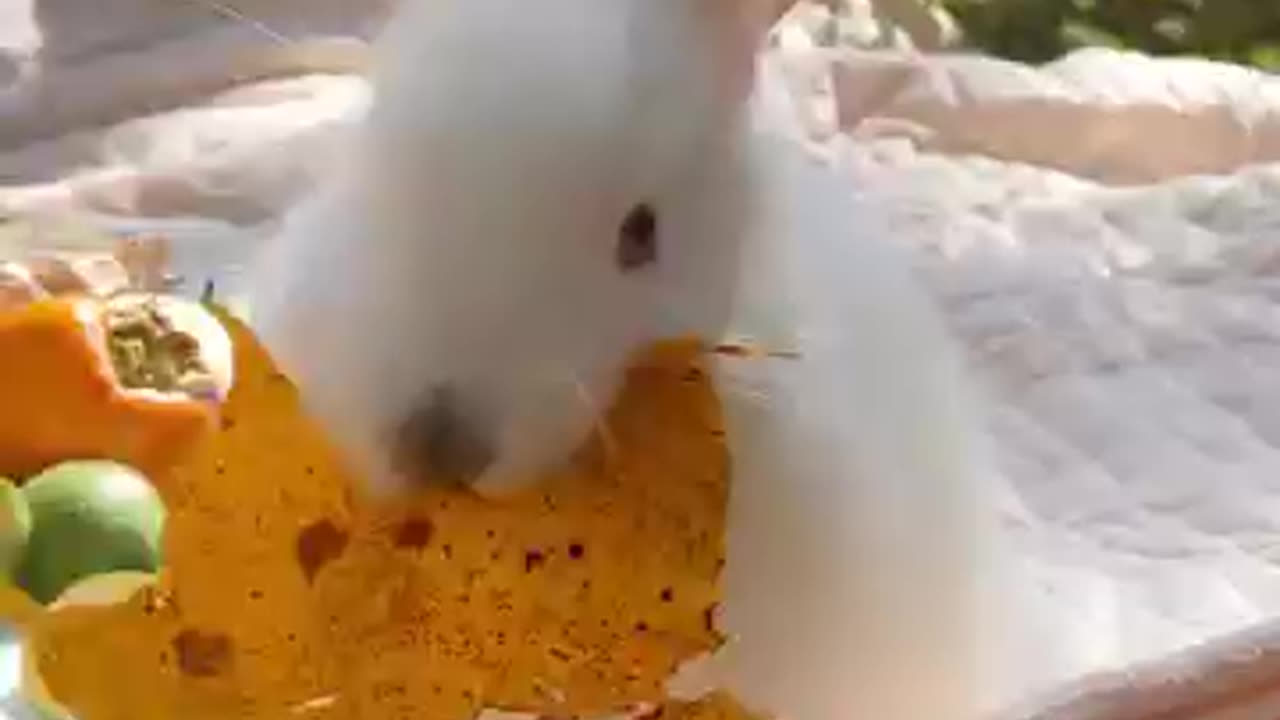 : "Listen to the Adorable Sound of a Rabbit Puppy! Cutest Coos and Cries Ever Caught on Camera! 🐰🐶