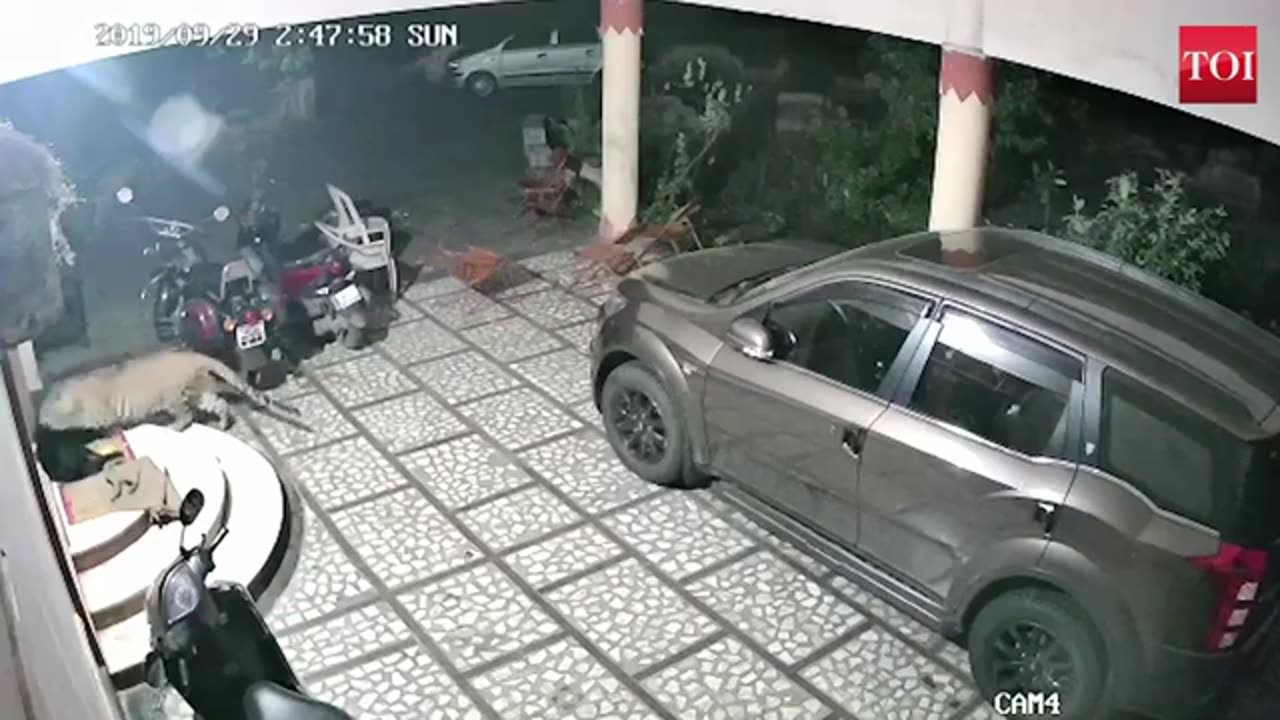 Leopard attacked huamn and dog show | Leopard attacked