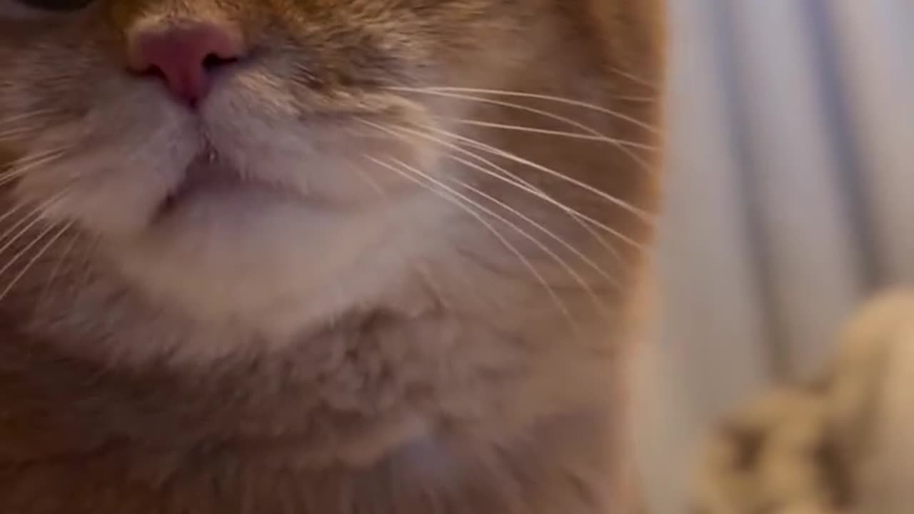 Beautiful cat 🐈 trending video