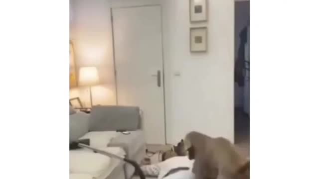 Unique dog help 🤣🤣🤣
