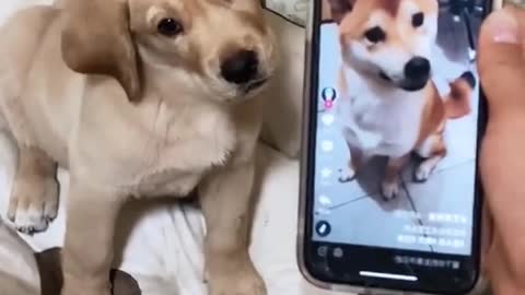 Funny Dog & Cat Videos - Funny Animal on Tiktok - Funniest Animals - Cutest Animals Ever #shorts 6