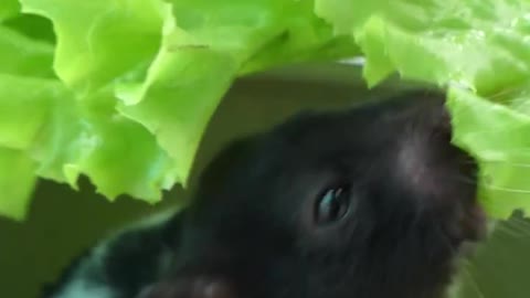 Cute hamster