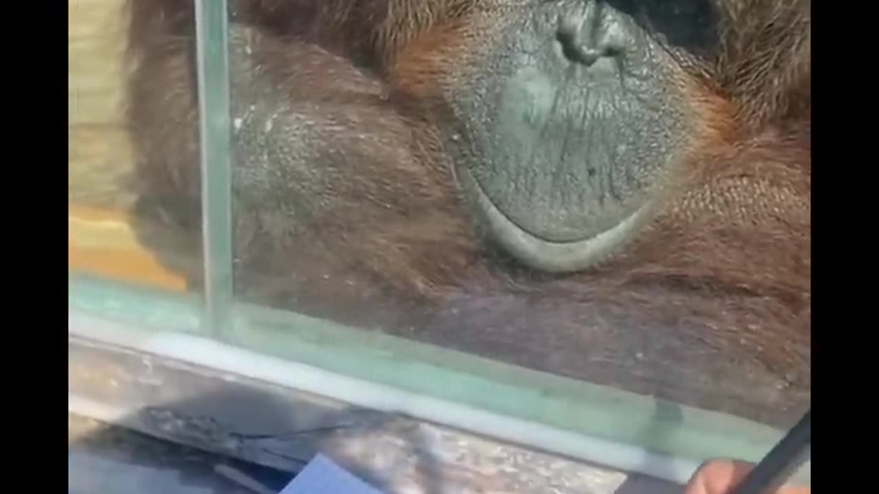 Orangutan Enjoys Art.