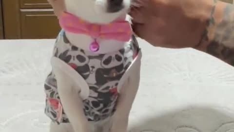 Baby Doge Dress Up