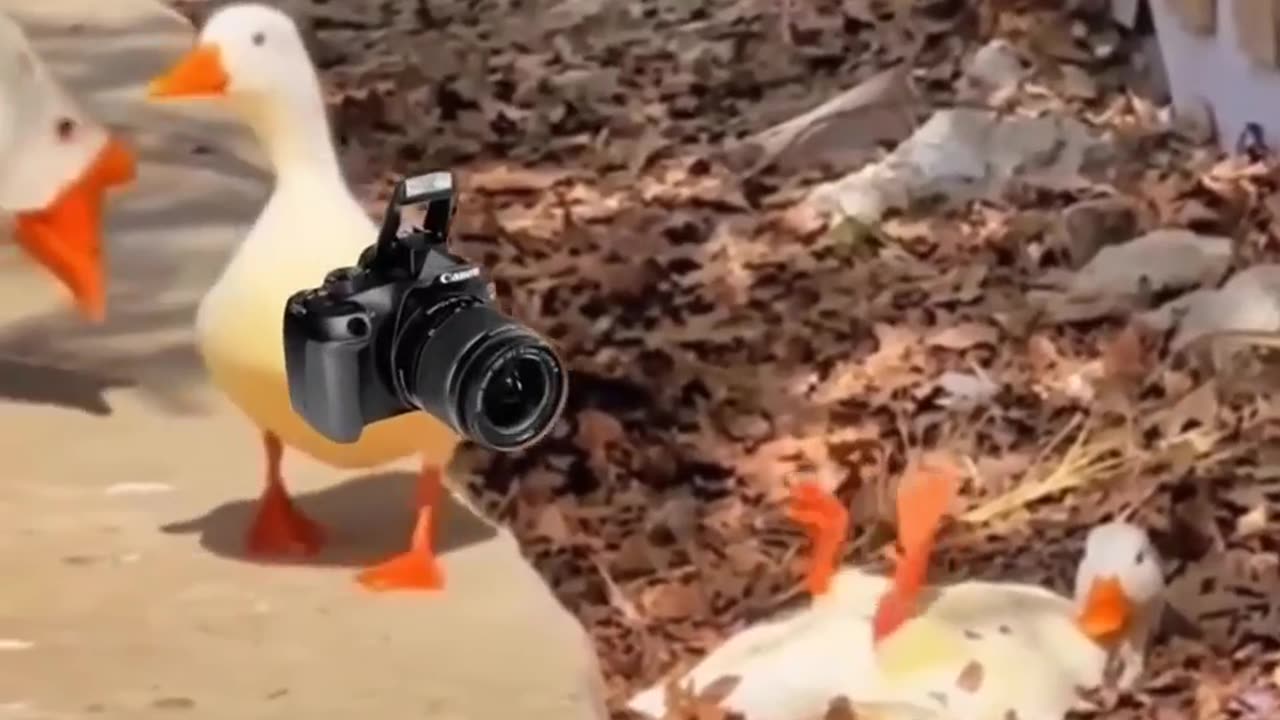 vídeos aleatórios assiste e seja bem vindo