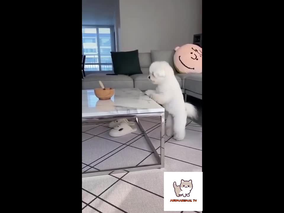 excuse me.! 🐶 can you help me get the cake? funny dog videos 2021