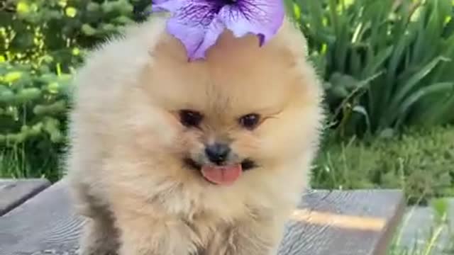 Funny super dog video