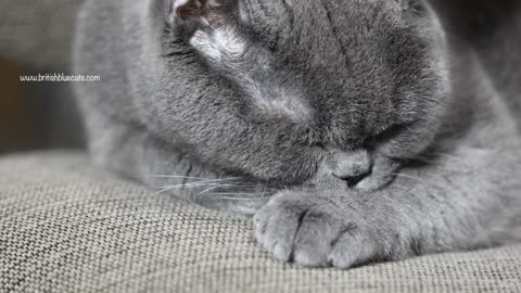 Karl the Cat and his Pacifier 🤣🤣🤣 Our Funniest Pet ever!!! British Shorthair Cat Funny