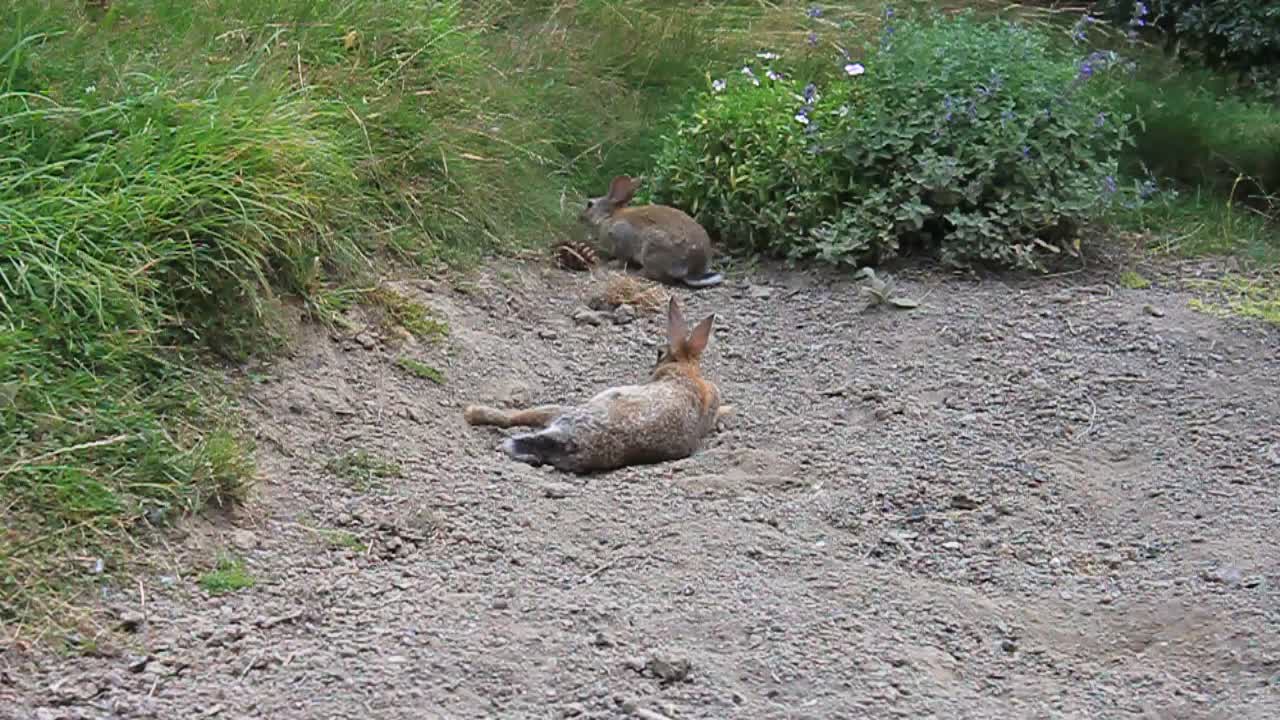 Rabbits play alongside friendly Guinea fowls