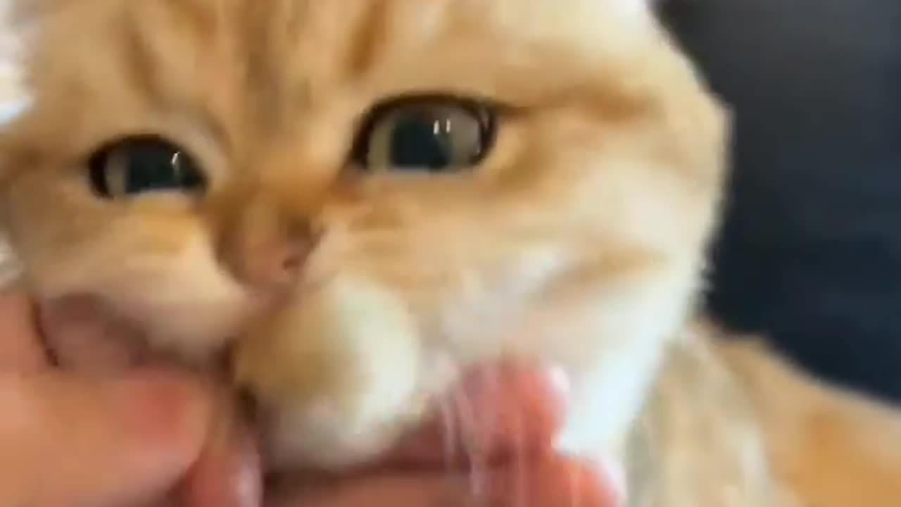 cute cat fanny video, vairal video