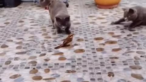 The bird is surrounded by three cats and calmly runs away