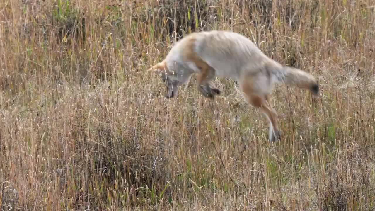 Yellowstone National Park – Virtual Field Trip