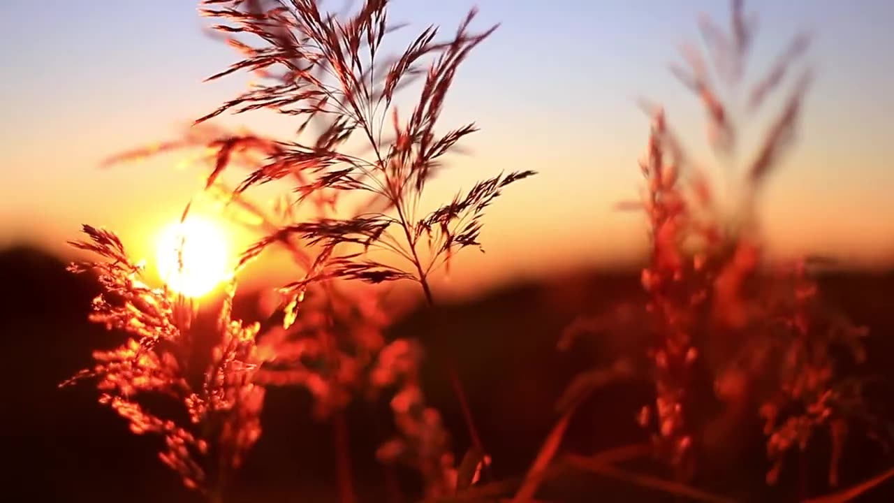 Nature video