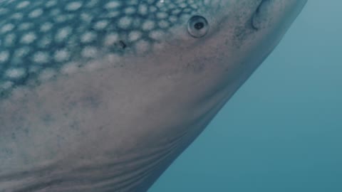 Tagging a Whale shark with External Transmitter in Cocos Island