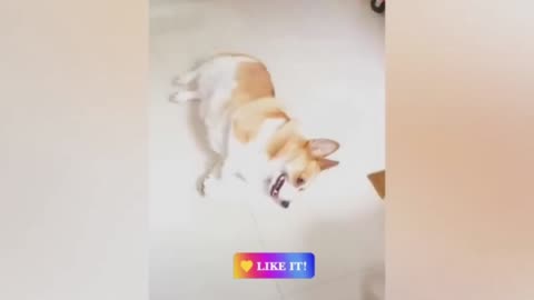 Dog Very Funny