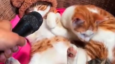 #152 - Amusing and Adorable Animals