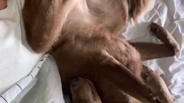 Cute Puppy Funny Clips.....Click Below for Develop Hidden Intelligence Of Your Dog....