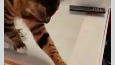 Cat Funny videos