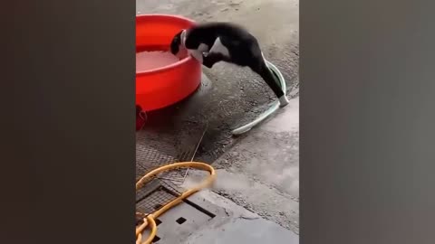 1 Hour Trending Funny Animals 😅 Funniest Cats and Dogs 😹🐶 #funnycat #dog #animal #funnyanimal