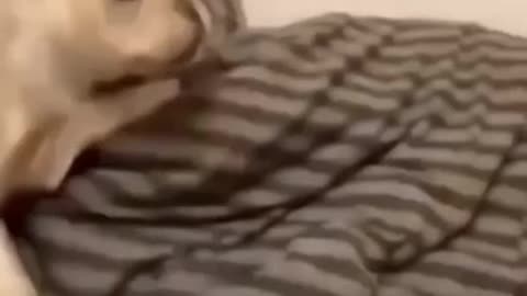 Funny Dog