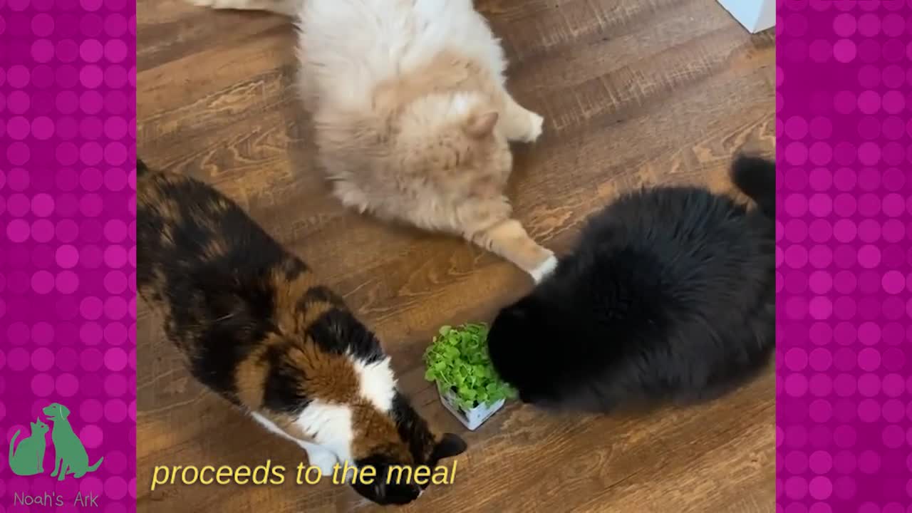 How the fattest Cat lives in 2022