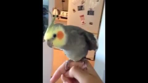 Amazing bird sing dubstep