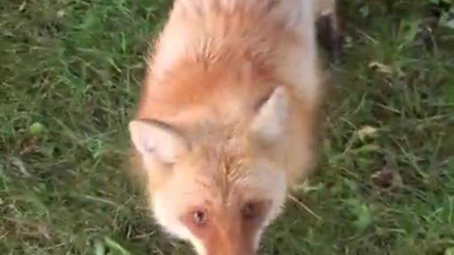 Dixie the red fox does agility!