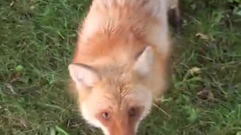 Dixie the red fox does agility!