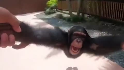 Life could be a dream - happy monkey