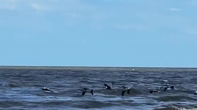 Afternoon with PelicansJekyll Island