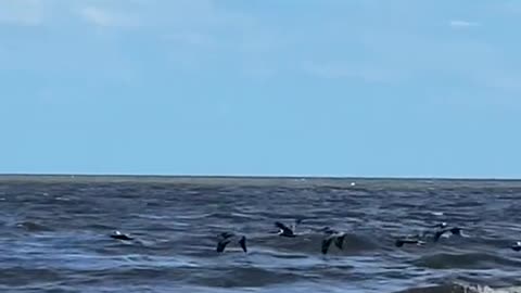 Afternoon with PelicansJekyll Island